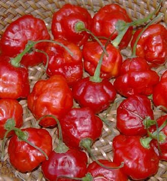 Rocotillo Pepper Seeds Novelty