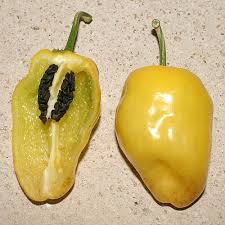 Yellow Rocoto Pepper Seeds Novelty