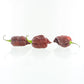 Pepper Joe's Purple Reaper chili pepper seeds - three pepper pods on white background