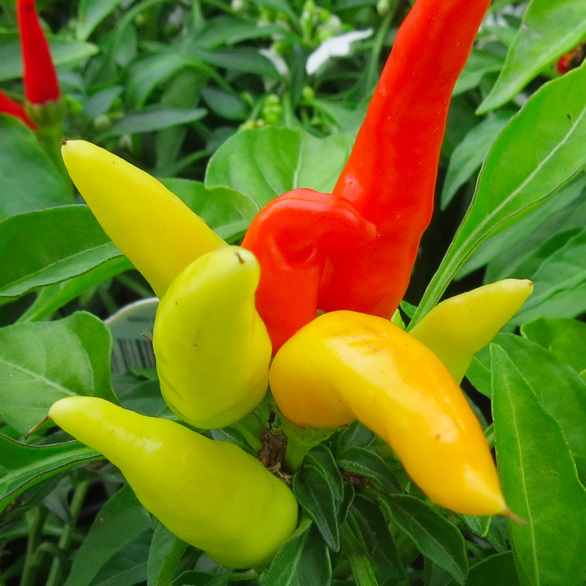 Patio Fire & Ice Pepper Seeds Novelty