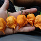 Peach Reaper (Peach Carolina Reaper)