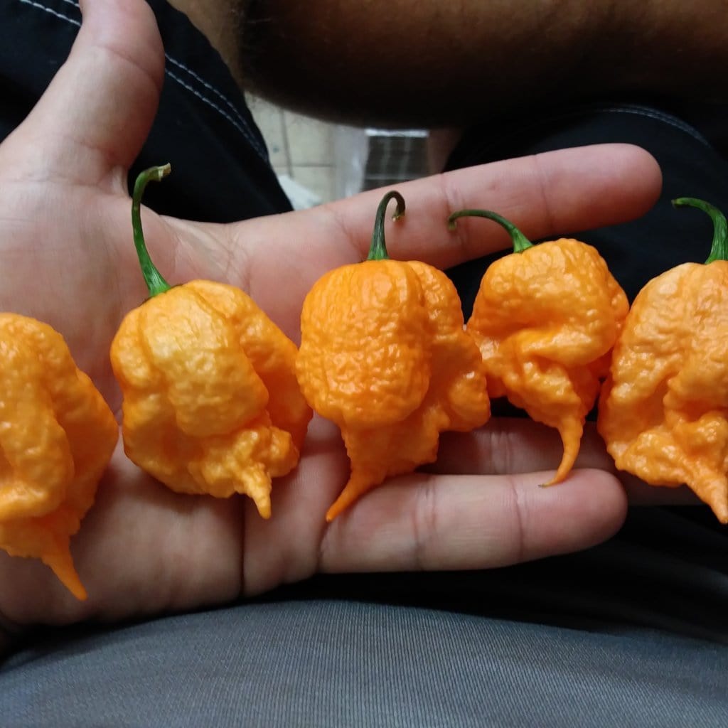 Peach Reaper (Peach Carolina Reaper)