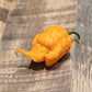 Peach Carolina Reaper Pepper Seeds - Pepper Joe's