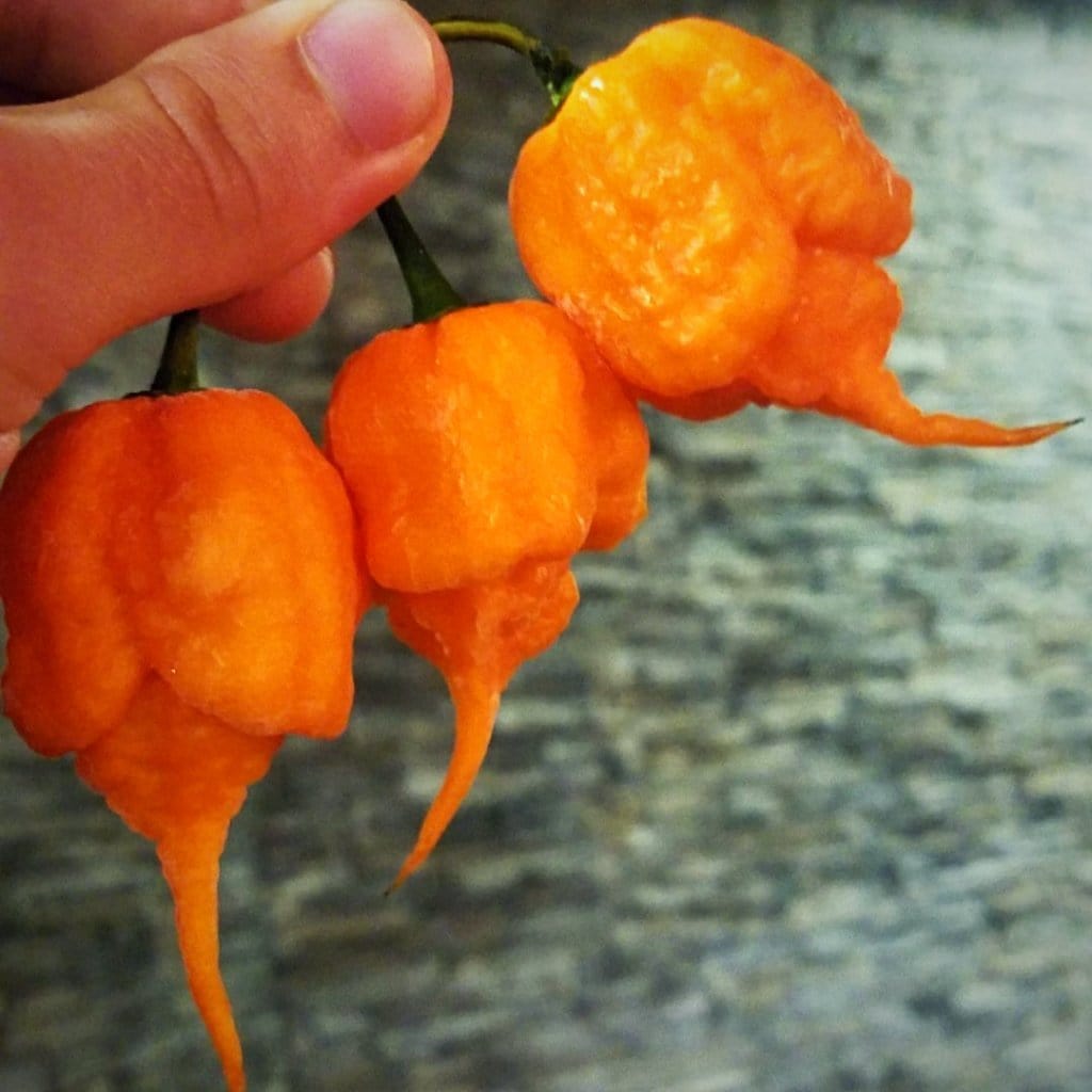 Carolina Reaper Pepper (Peach) - Pepper Joe's