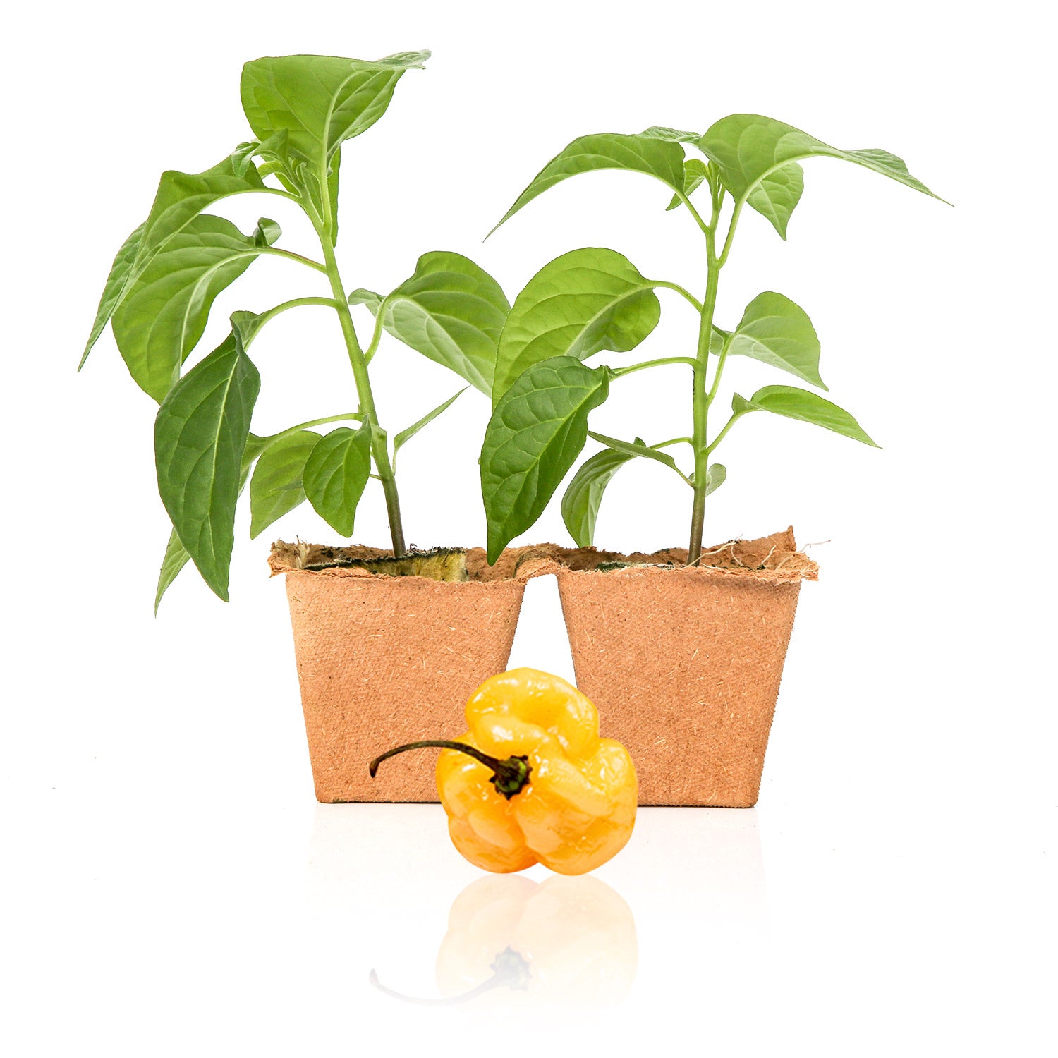 Pepper Joe's Peach Habanero Pepper Plants for sale