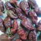 Pepper Joe's Chocolate Ghost Pepper pods. Mature peppers shown to represent seeds for sale, on gray table
