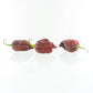 Pepper Joe's Purple Reaper Pepper pods. Three mature peppers shown to represent seeds for sale, with white background