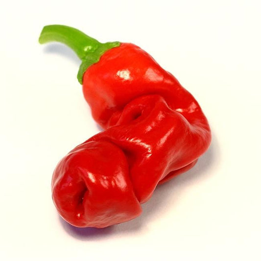 Pepper Joe's Peter Pepper Seeds - red peter pepper on white background