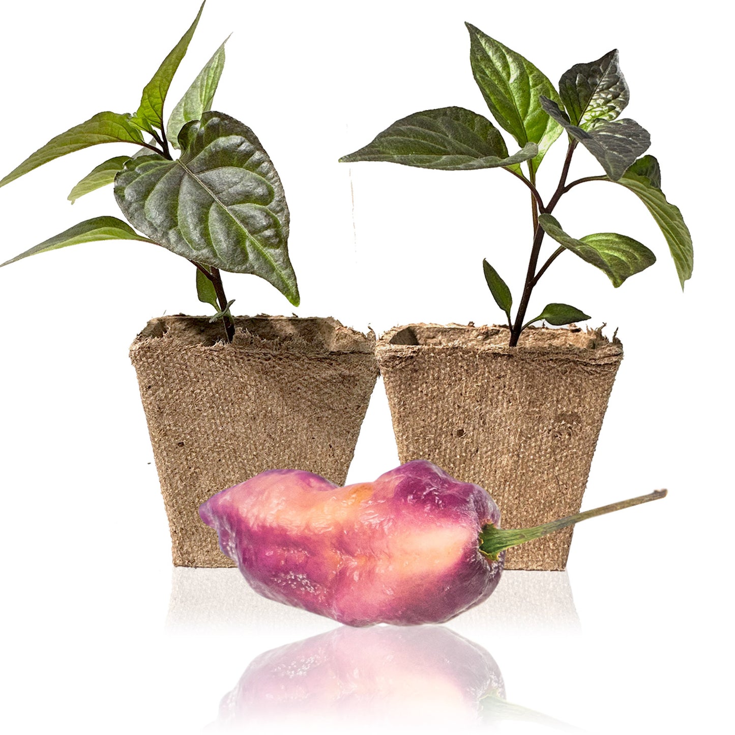 Pepper Joe's Pink Tiger Peach Bhut Jolokia pepper plants for sale