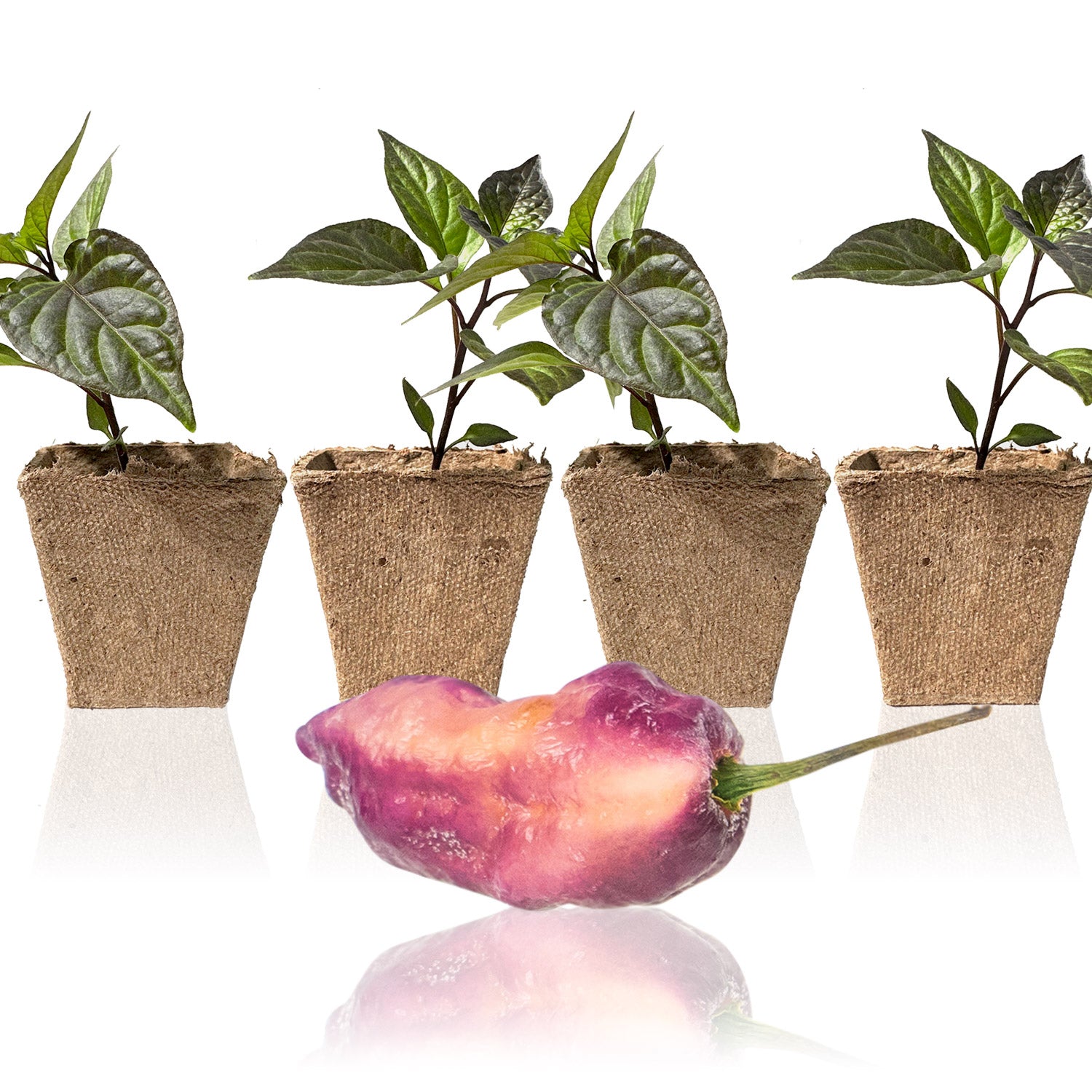 Pepper Joe's Pink Tiger Peach Bhut Jolokia seedlings for sale 