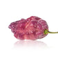Pepper Joe's Pink Tiger Peach Ghost pepper seeds - Pink Tiger Bhut Jolokia pepper pod on white background