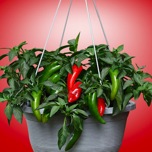 Pepper Joe's Pot-a-Peno pepper seeds - pepper plant inside hanging pot image