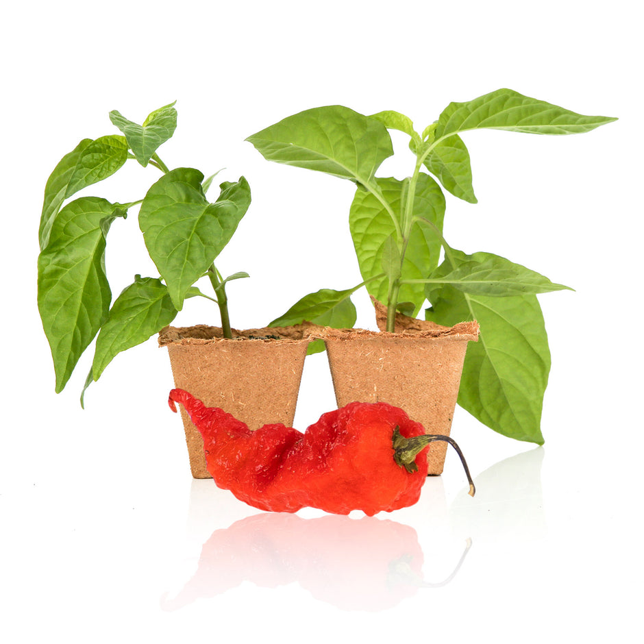 Super Hot Pepper Plants for Sale 750,000+ SHU Pepper Joe’s