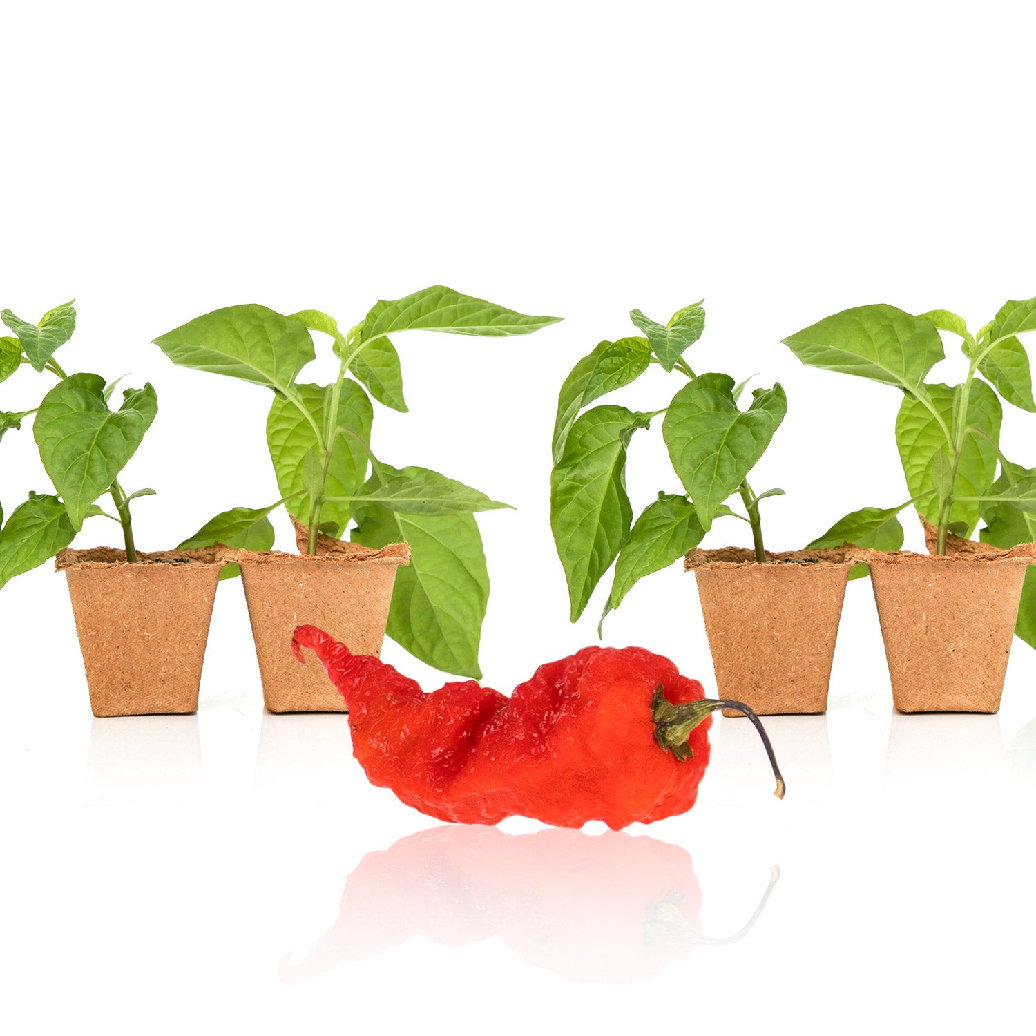 Pepper Joe's Primotalii red plants for sale