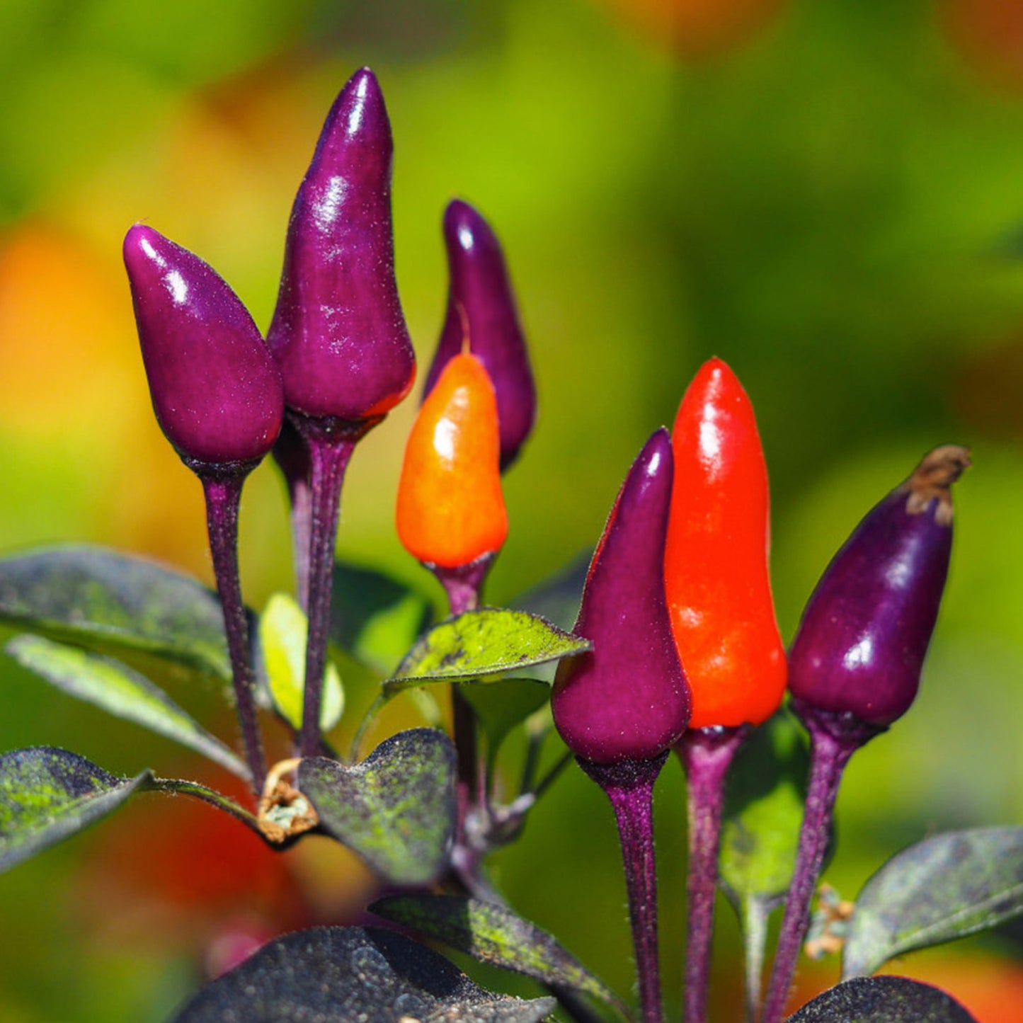 Pepper Joe's Purple TIger chili seeds