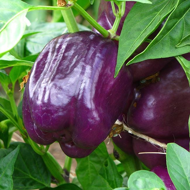 Purple Beauty sweet pepper seeds