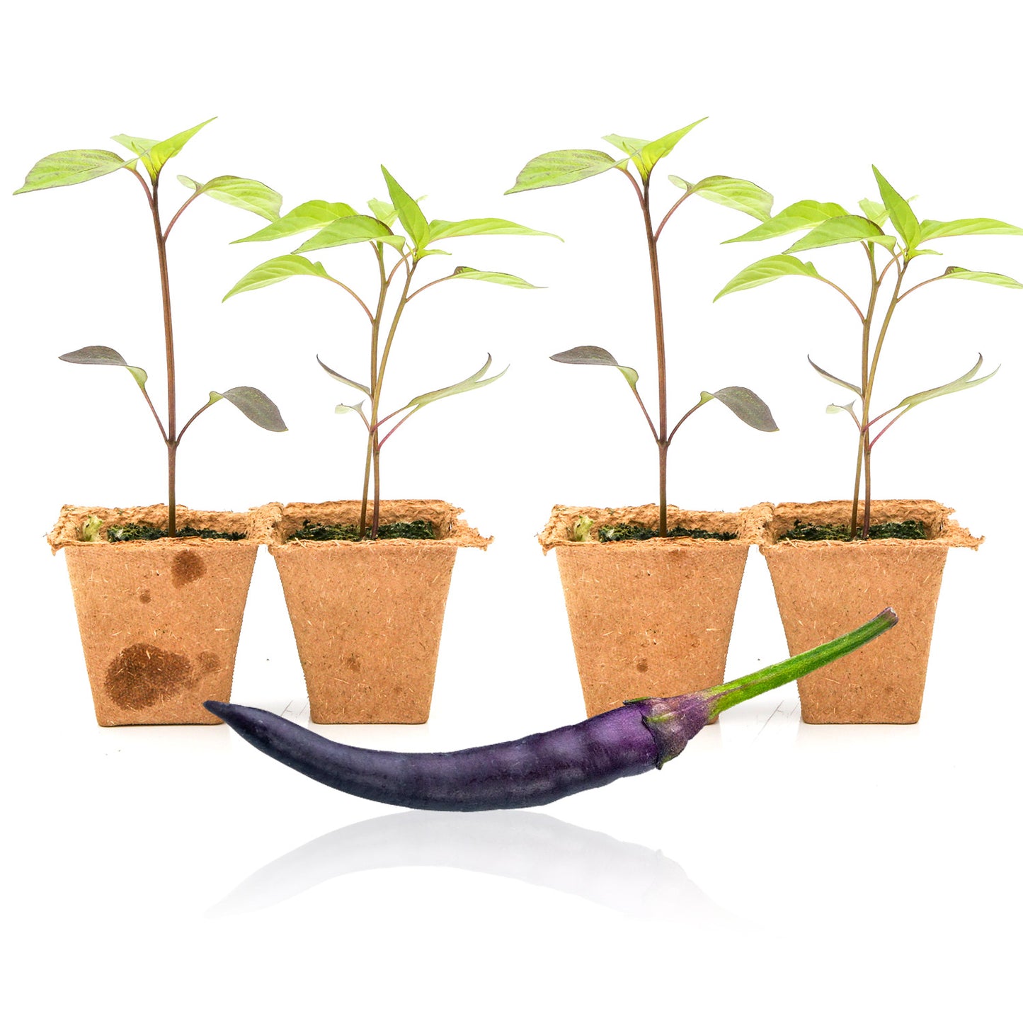 Pepper Joe's Purple Cayenne plants for sale