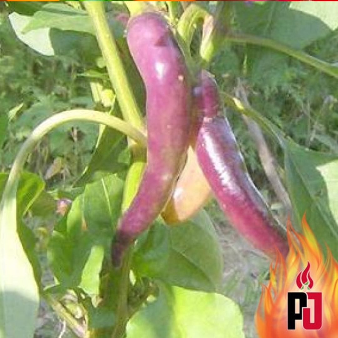 Pepper Joe's Purple Cayenne Pepper Seeds - putple cayenne peppers on plant