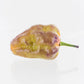 Bhut Jolokia Purple Pepper Seeds Superhot