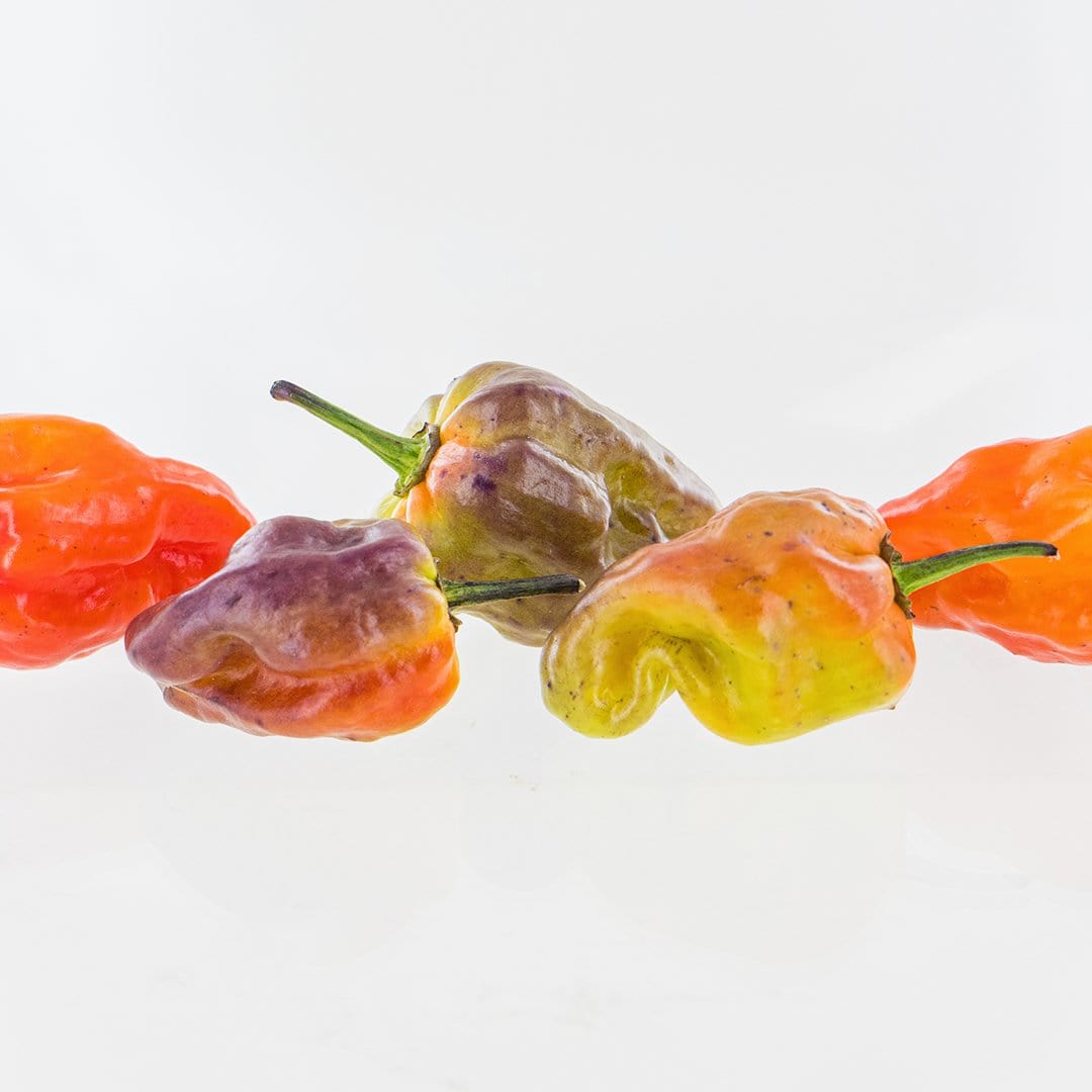 Bhut Jolokia Purple Pepper Seeds Superhot