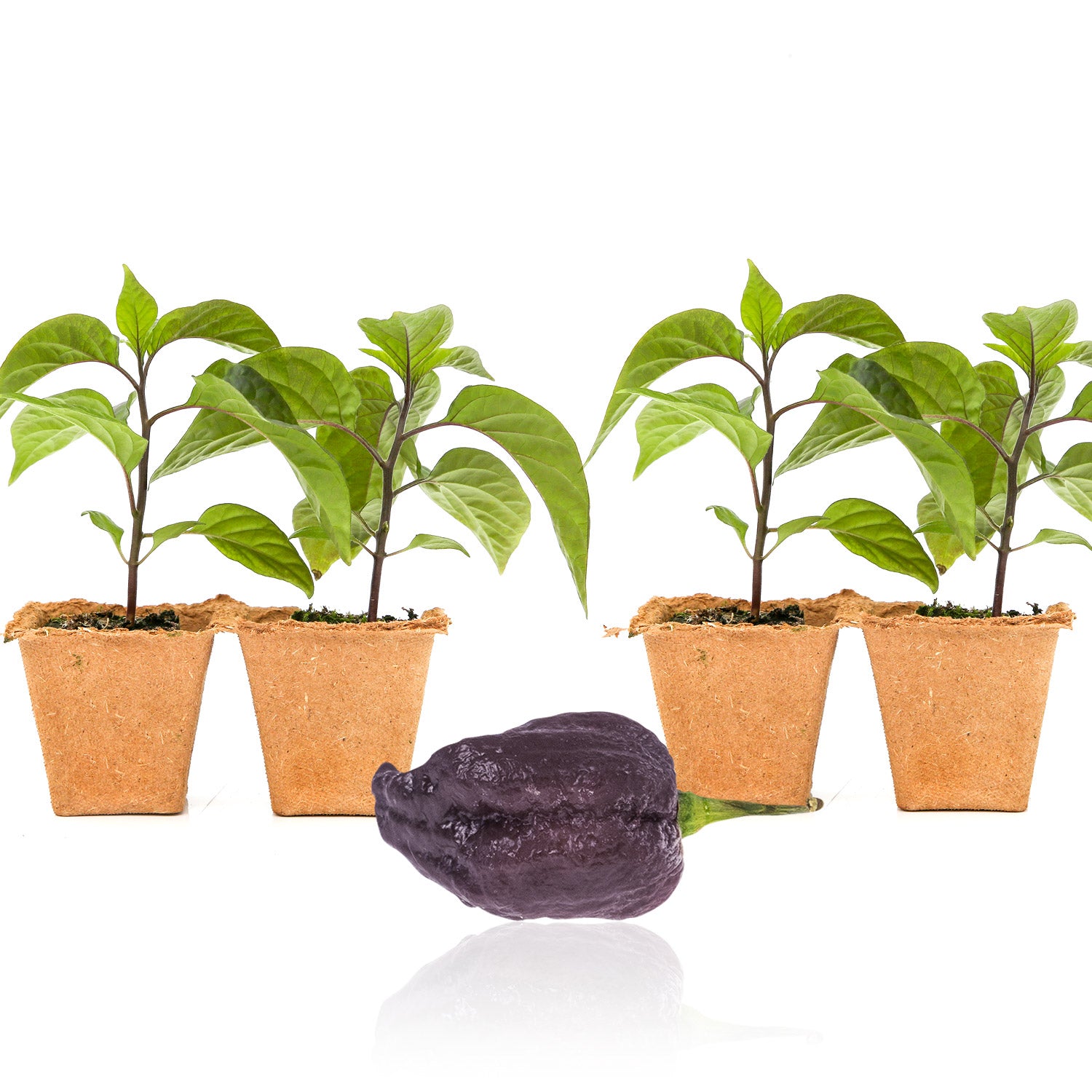 Pepper Joe's Purple Carolina Reaper seedlings for sale