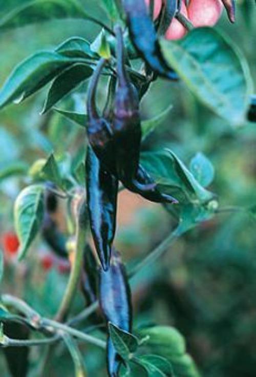 Purple Serrano Pepper Seed Novelty