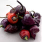 Pepper Joe's Purple UFO chili seeds - multiple purple peppers on plant