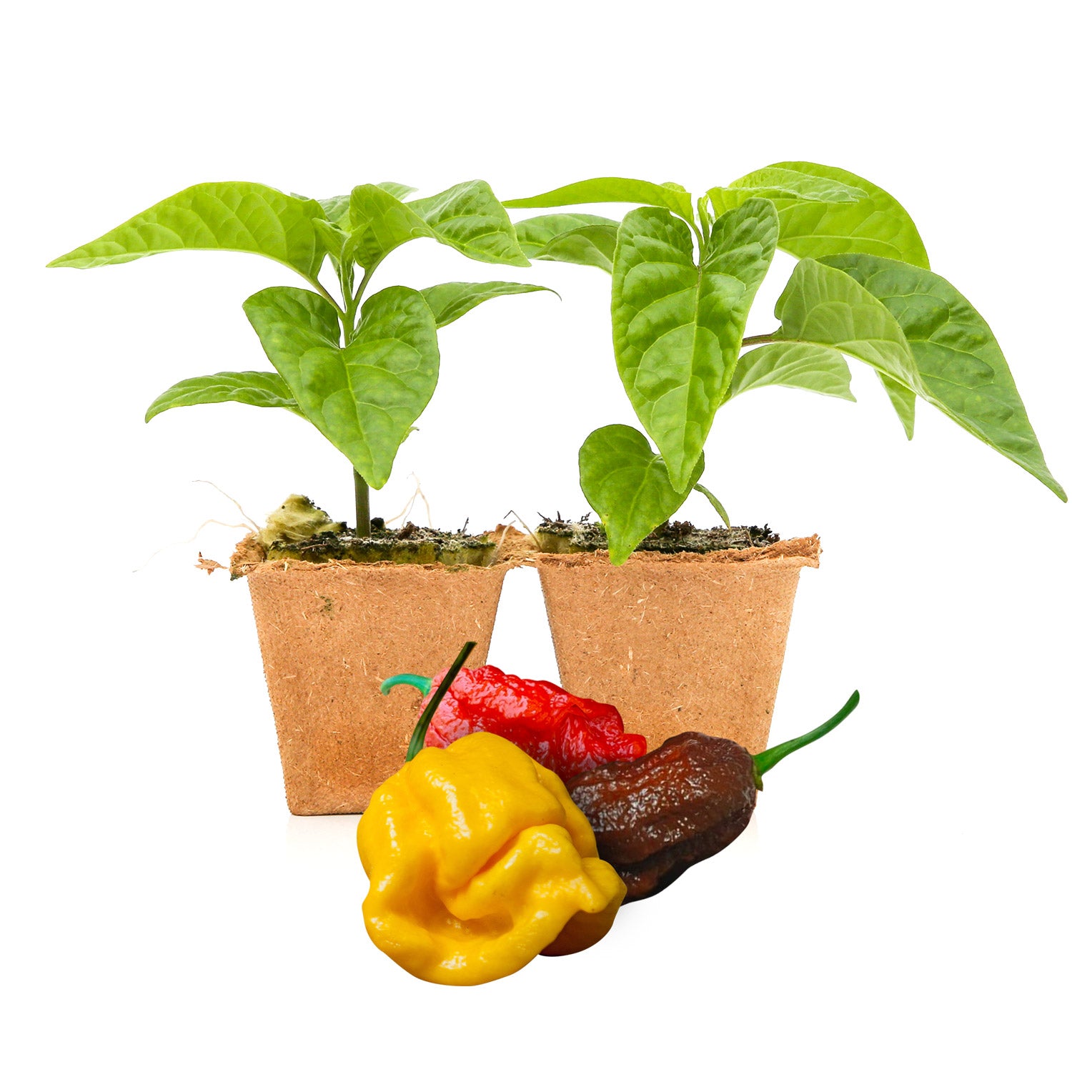 Pepper Joe's Rainbow Big Mama pepper plants for sale