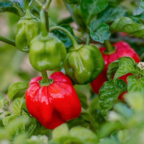 Scotch Bonnet Rainbow Seed Variety Pack – Pepper Joe’s