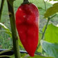 Red Devil's Tongue - Hot Pepper - Pepper Joe's