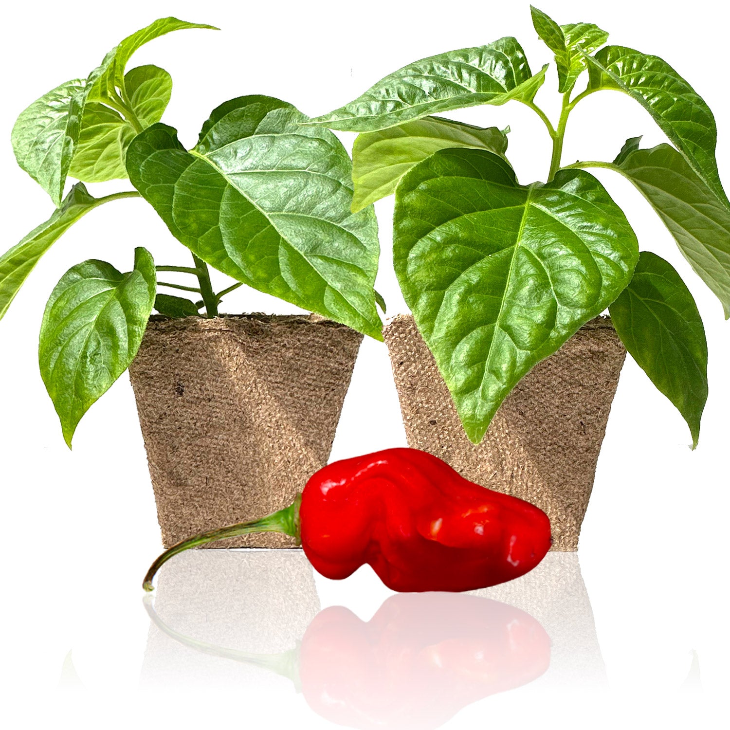 Pepper Joe's Red Devil's Tongue pepper plants for sale