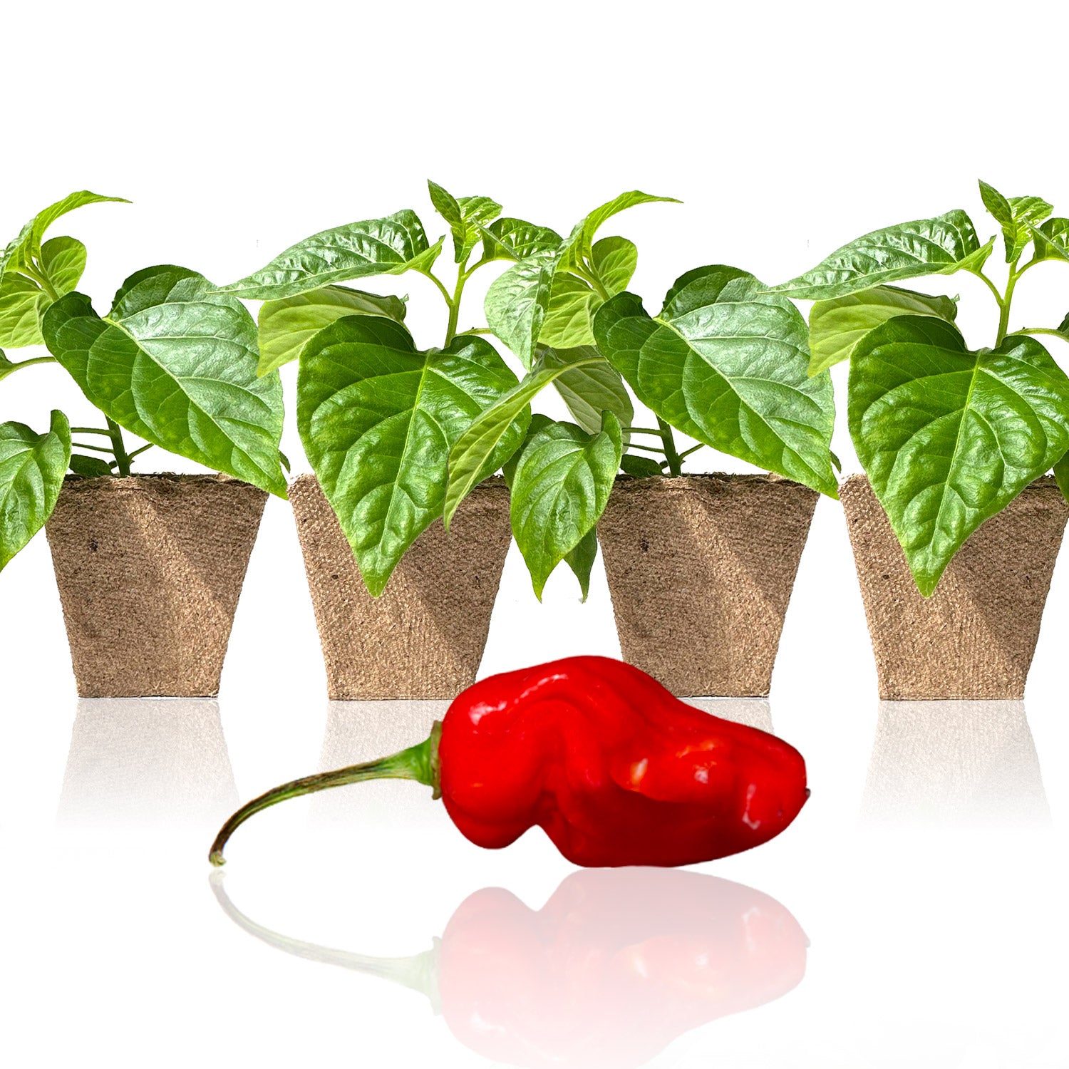 Pepper Joe's Red Devil's Tongue seedlings for sale