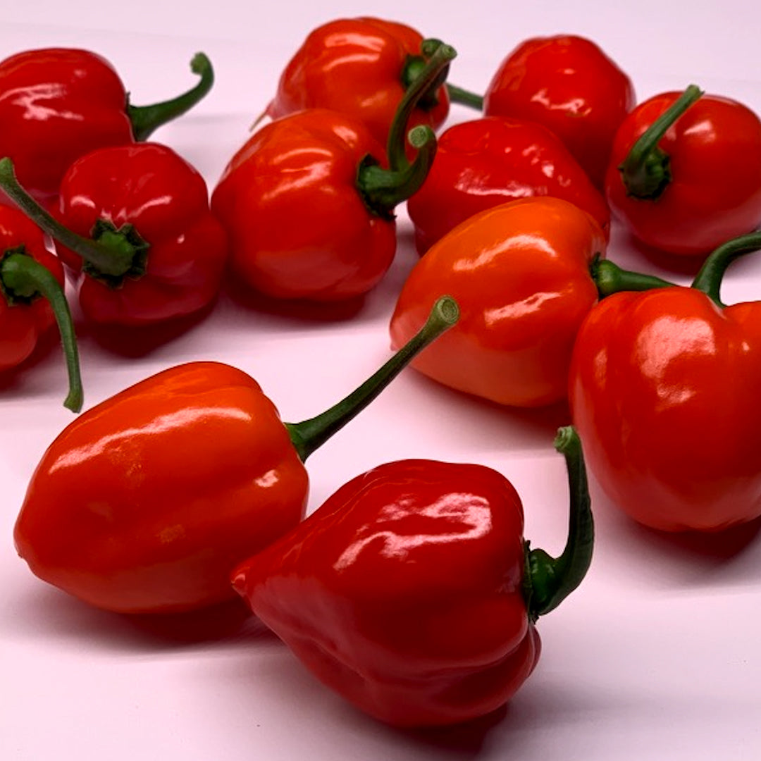 Pepper Joe's Red Savina Habanero peppers for sale