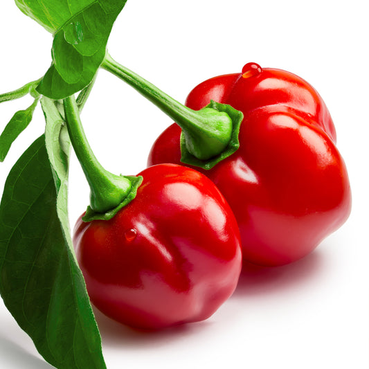 Pepper Joe's Red Savina Habanero peppers - red savina pepper pod on stem white background