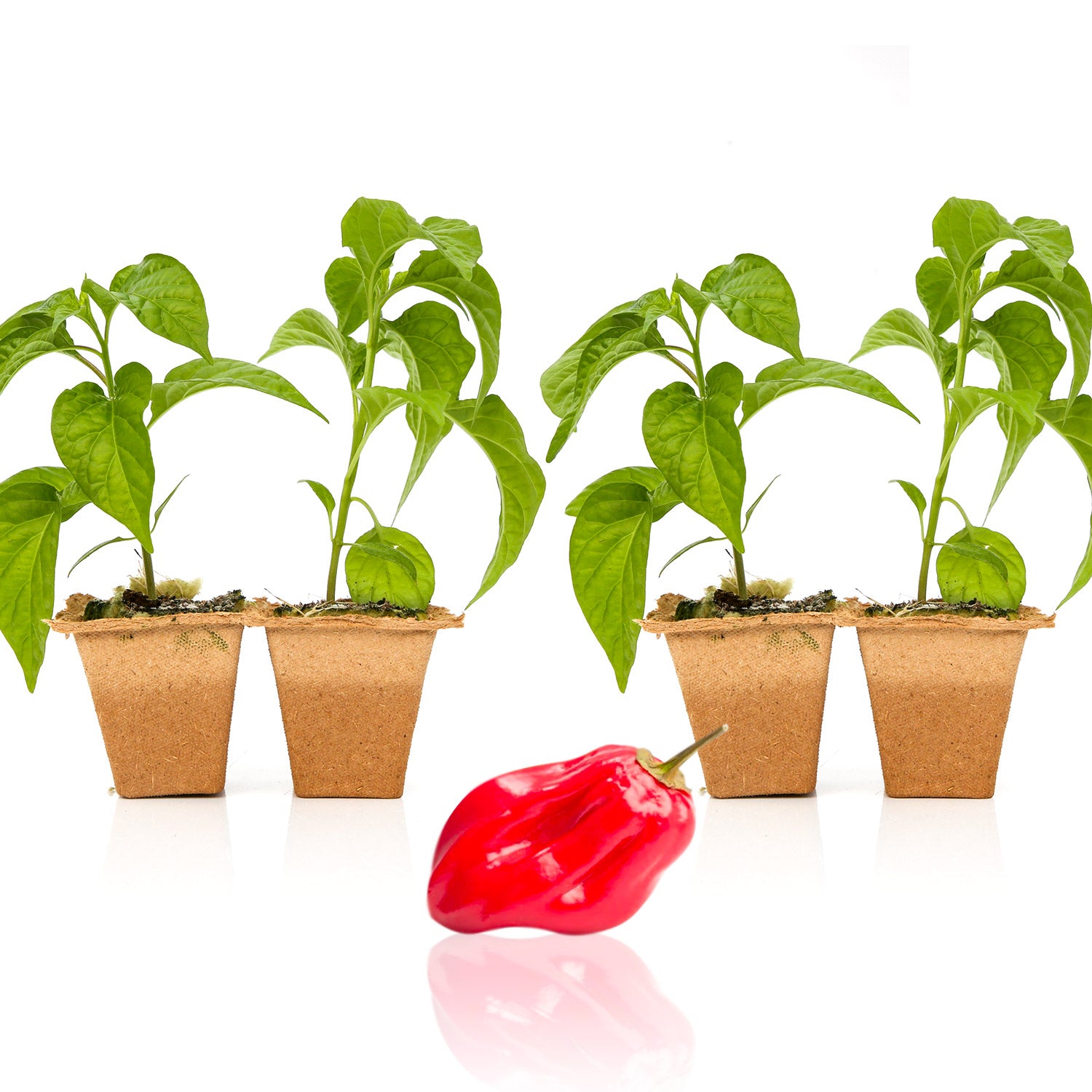 Pepper Joe's Red Savina Habanero plants for sale