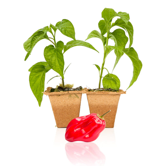 Pepper Joe's Red Savina Habanero pepper plants for sale