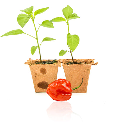 Pepper Joe's Red Scotch Bonnet pepper plants for sale