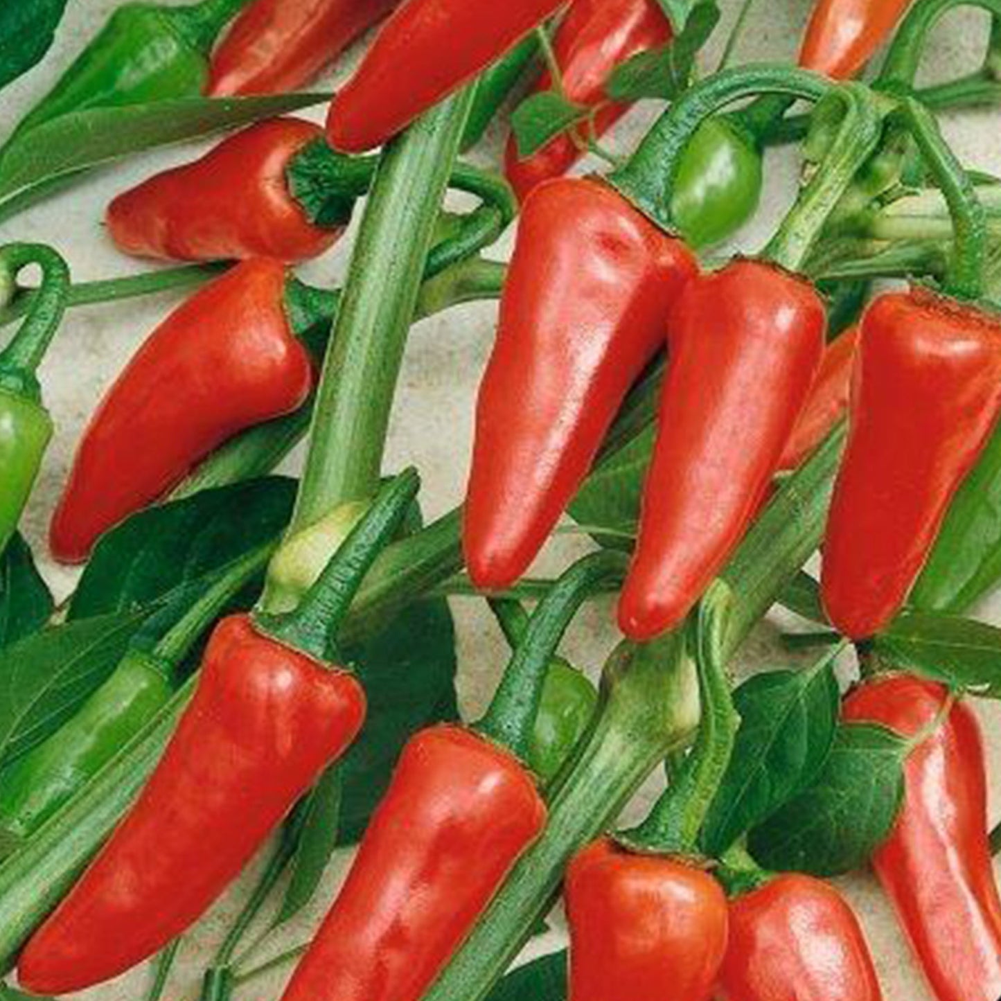 Pepper Joe's Rio Grande Hot Pepper Seeds