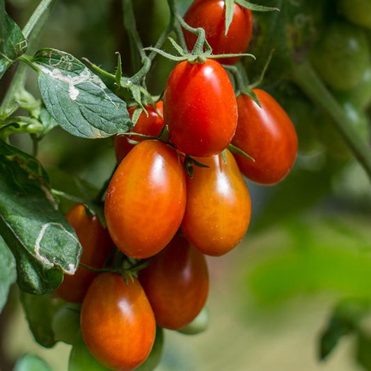 Roma Tomatos gorwing on the plant used to display tomato seeds for sale