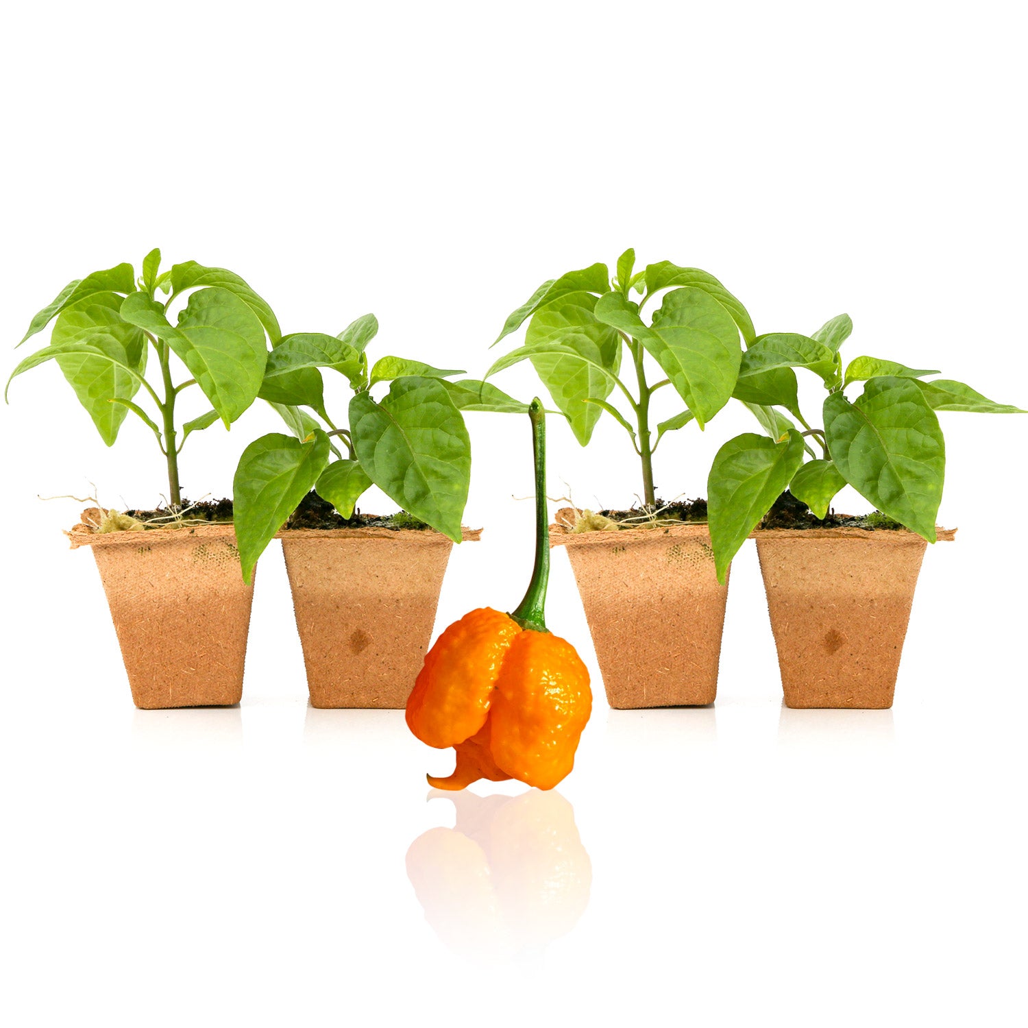 Pepper Joe's Scotch Brain Strain Orange seedlings for sale