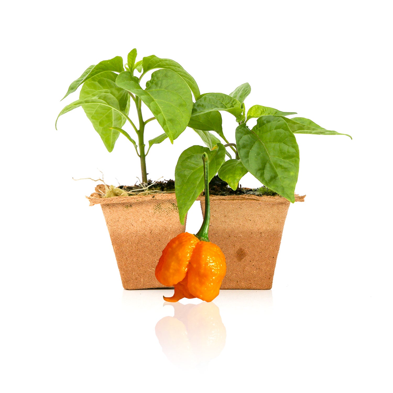 Pepper Joe's Scotch Brain Strain Orange Pepper Plant for sale