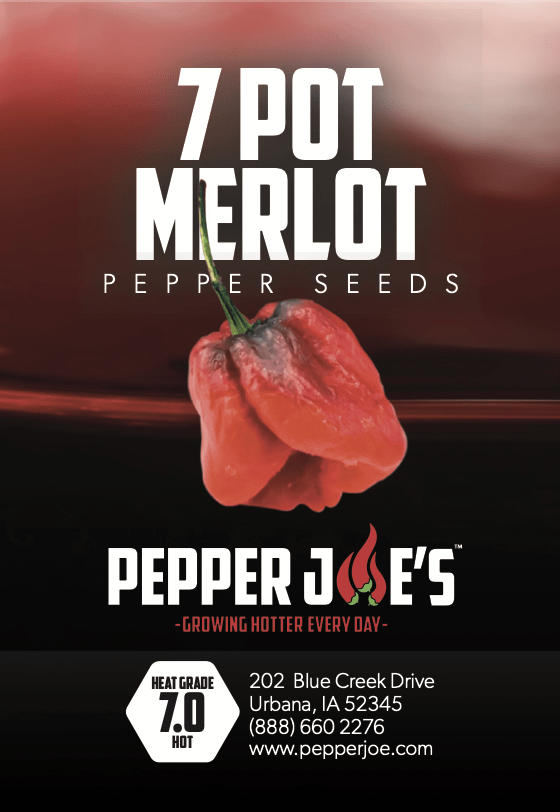 7 Pot Merlot Pepper Seeds Superhot