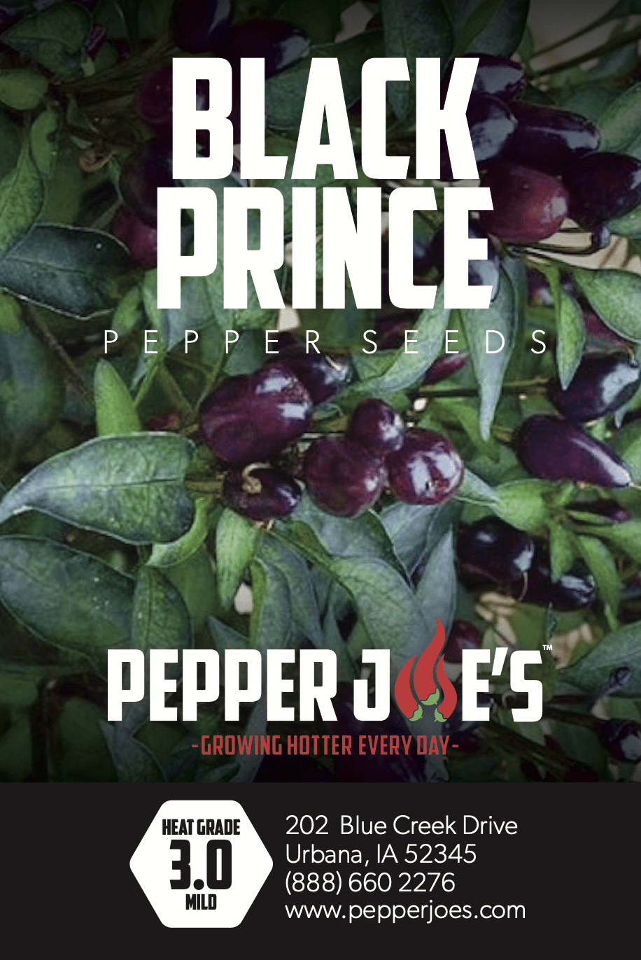 Black Prince Pepper Seeds Novelty