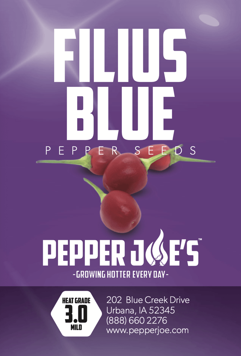 Filius Blue Pepper Seeds Pepper Joe’s