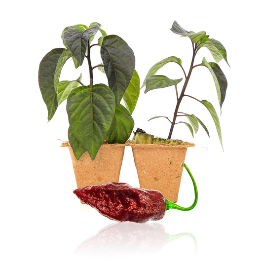 Pepper Joe's Sepia Reaper X Pimenta de Neyde Pepper Plants for sale