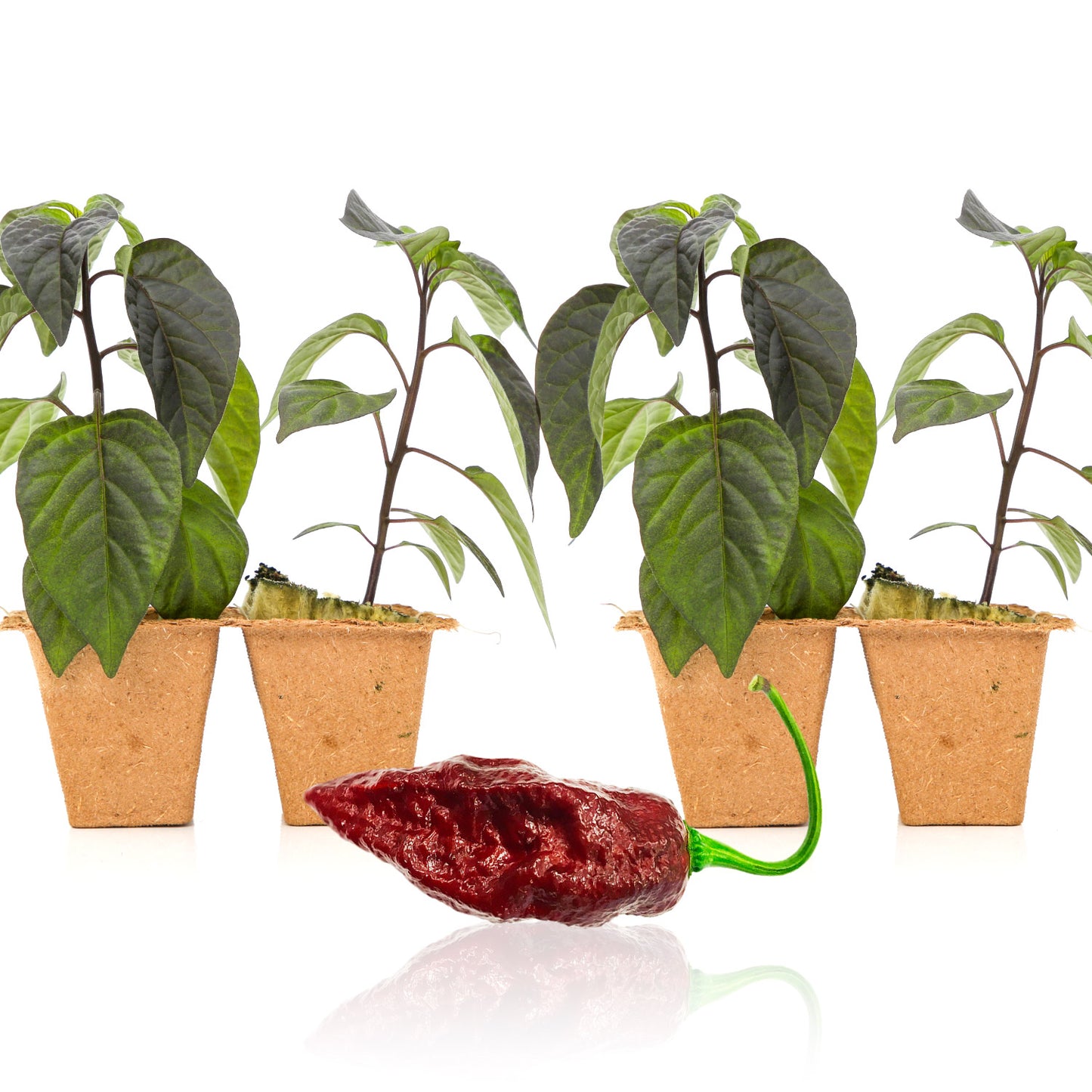 Sepia Reaper X Pimenta de Neyde Seedlings for sale