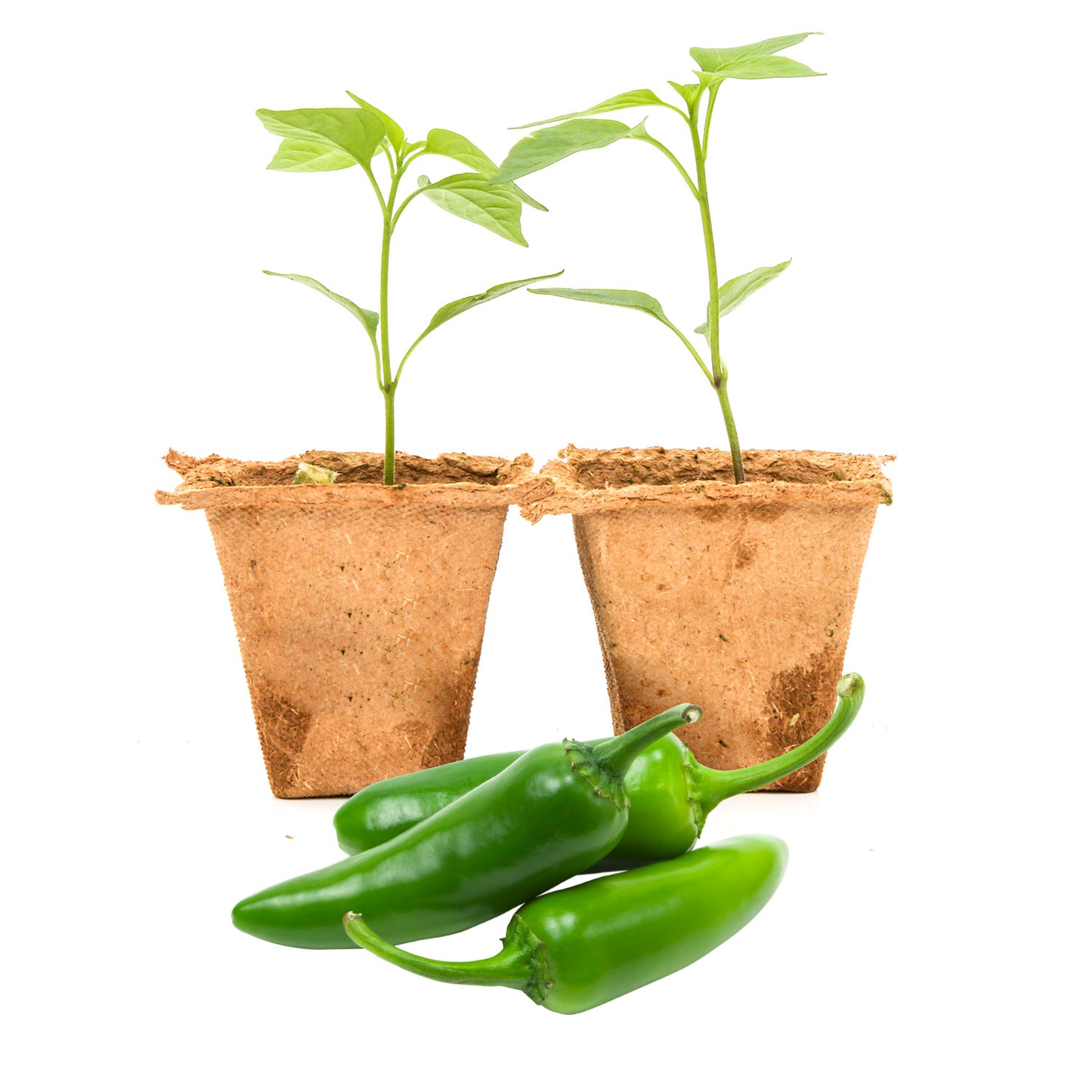 planting serrano pepper seeds PJ's Serrano Pepper Plants