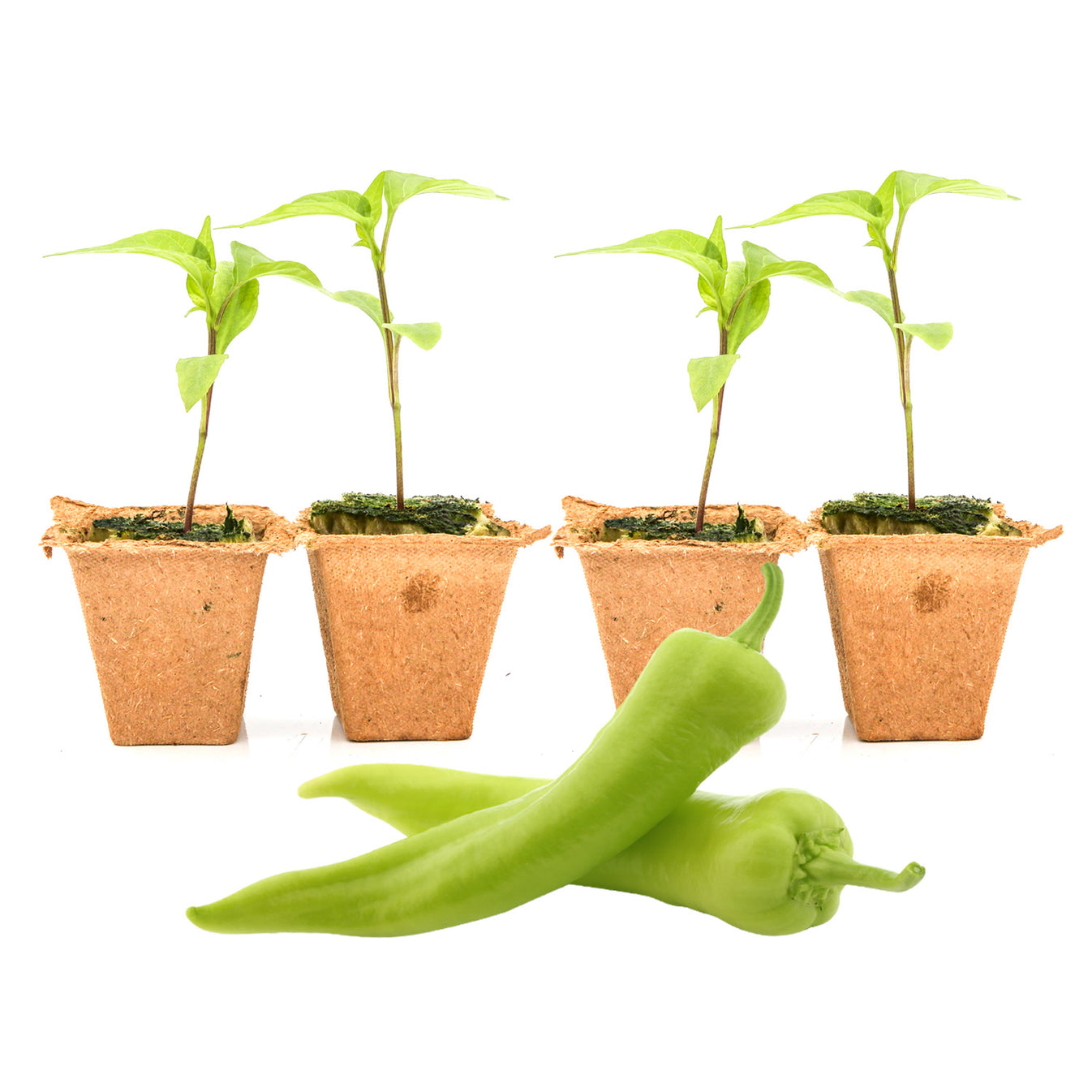 Sweet Banana Pepper Plant Seedlings Pepper Joe’s