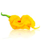 Pepper Joe's Yellow Yeller Super Hot Seed Collection - T-Rex Yellow pepper pod on white background