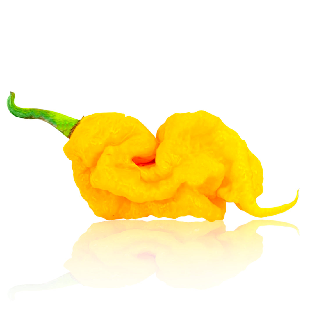 Pepper Joe's T-Rex Yellow Pepper seeds - Yellow T-Rex pepper on white background